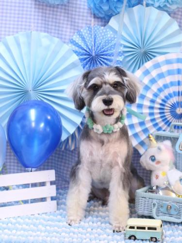 20231117パピコくん